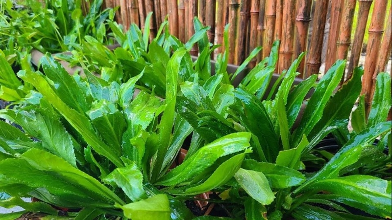 rau ăn bún bò 2