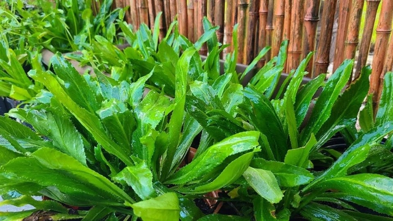 Rau mùi tàu