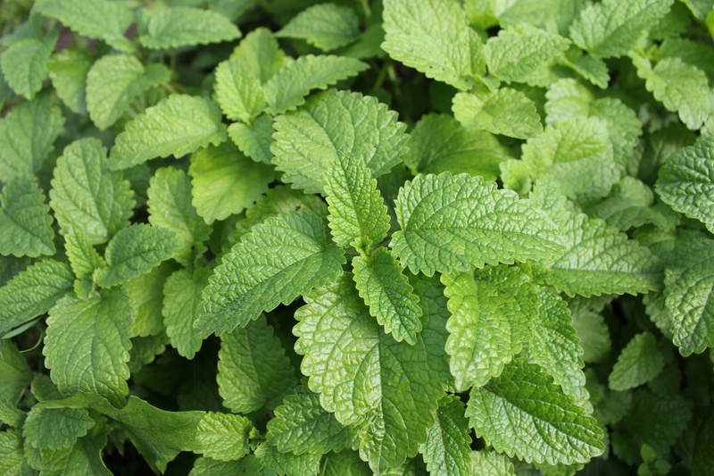 Rau bạc hà (ảnh 1)
