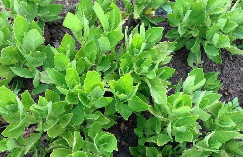 Lá và hoa nhỏ màu tím của cây rau bầu đất