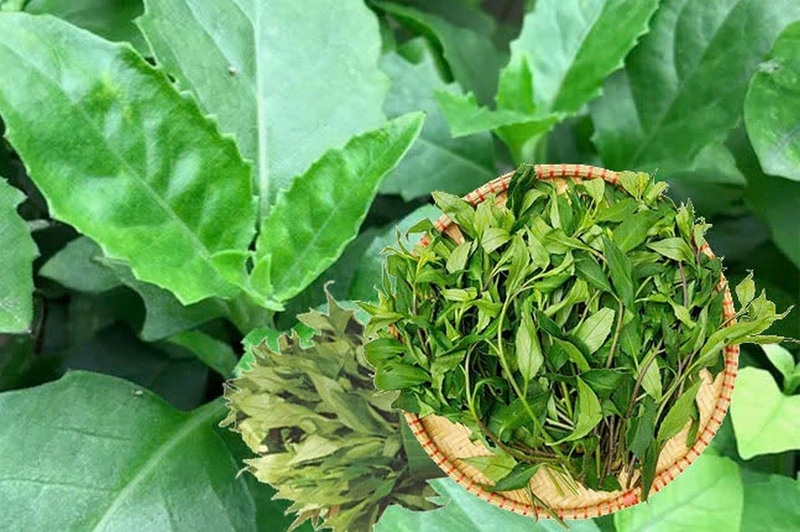 Các bài thuốc chữa bệnh từ rau bầu đất được phơi khô
