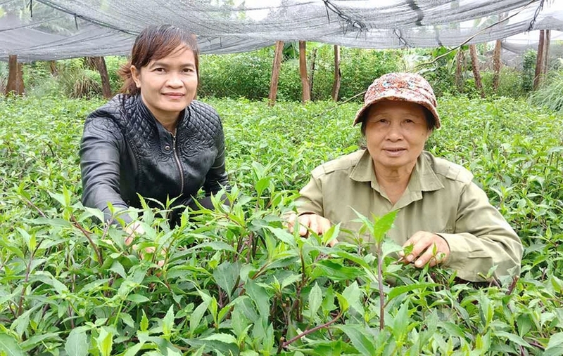 Giâm cành hom rau bầu đất chuẩn bị trồng