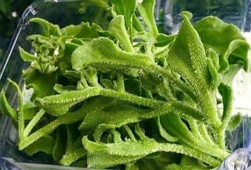 Rau bông tuyết ảnh 2