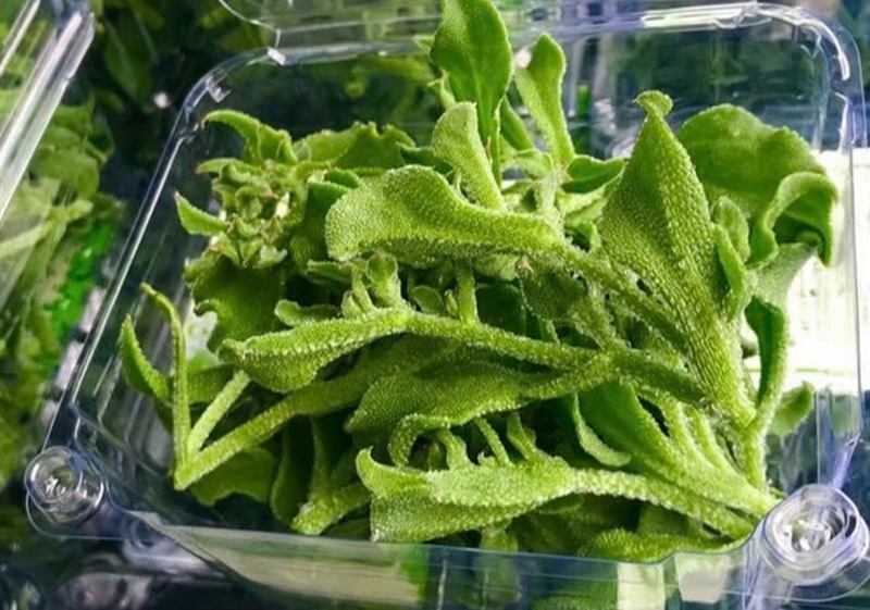 Rau bông tuyết ảnh 5