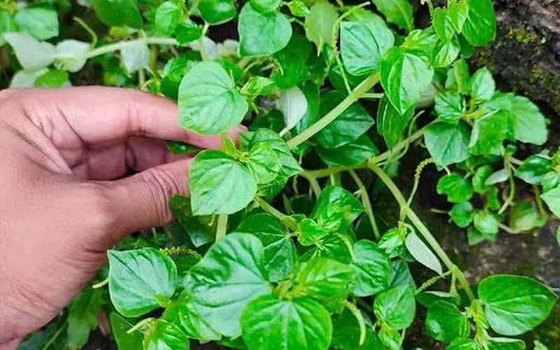 Rau càng cua xào thịt bò ảnh 1