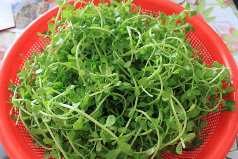 Rau đắng nấu canh - ảnh 1