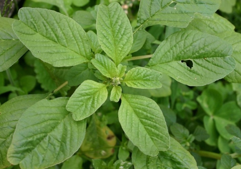 Rau dền cơm (hình 1)