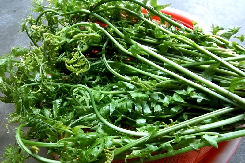 rau dớn xào thịt bò 3