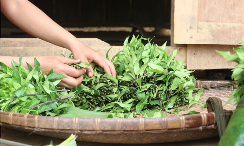 Rau lủi rừng có tác dụng gì?