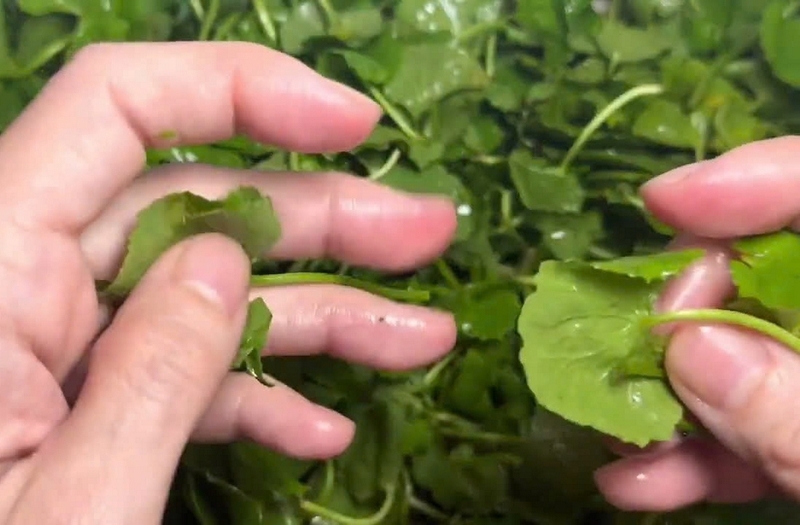rau má xào thịt bò ảnh 2