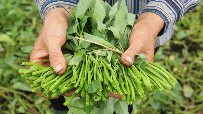 Rau muống bao nhiêu calo? 1