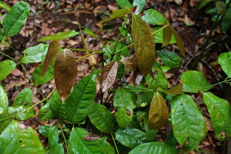 Rau nhíp ảnh 2