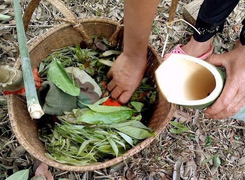 Rau nhíp ảnh 3