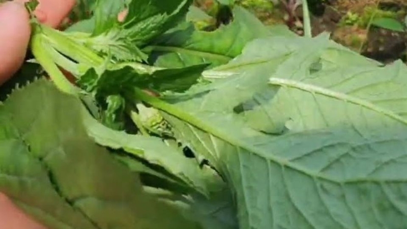 Bước 1: Sơ chế rau tàu bay