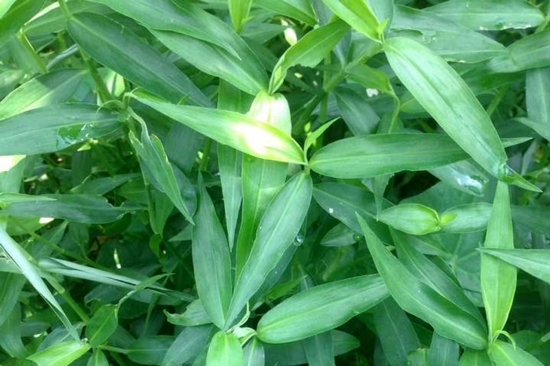 Rau trai là rau gì? Công dụng của rau trai và các cách chế biến