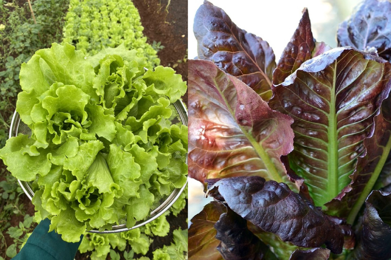 Rau xà lách Hàn Quốc (1)