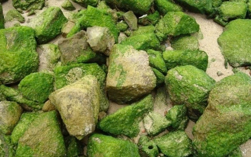 Rêu đá ảnh 4