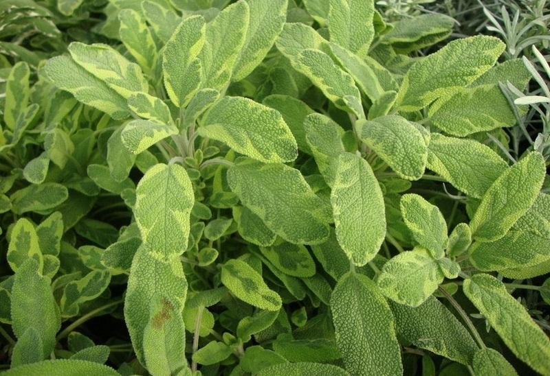 Sage là gì ảnh 1