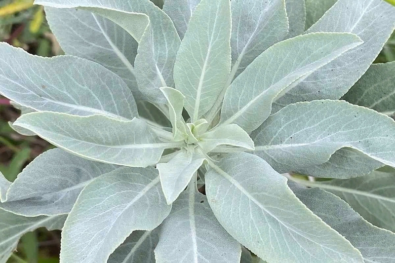 Sage là gì ảnh 2