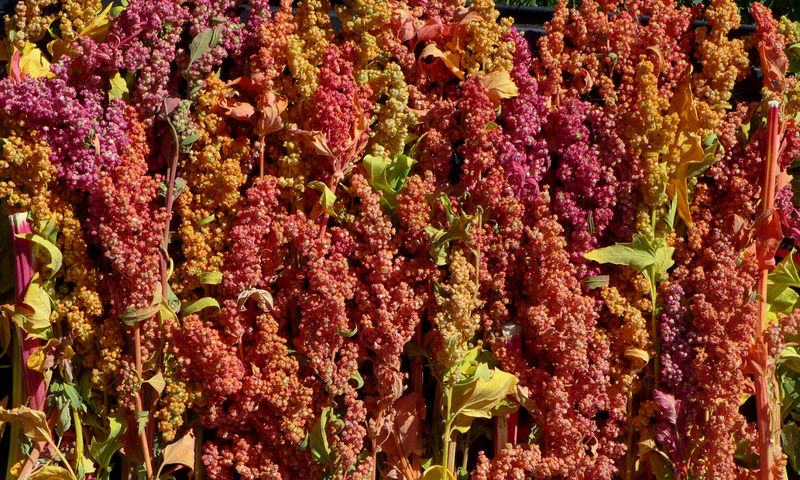salad quinoa 2