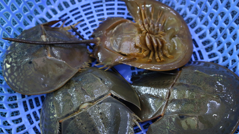 Bước 1: Sơ chế sam biển