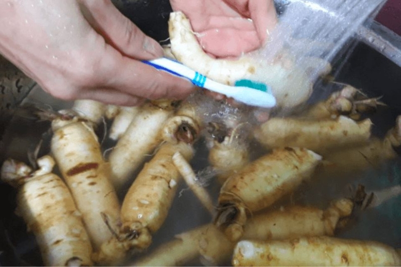 Cách ngâm rượu sâm đất tươi