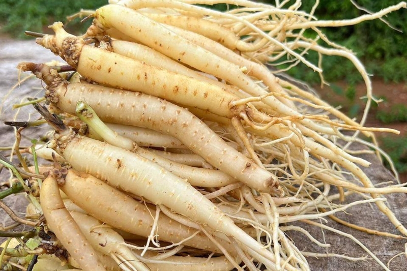 Cách ngâm rượu sâm Ngọc Linh