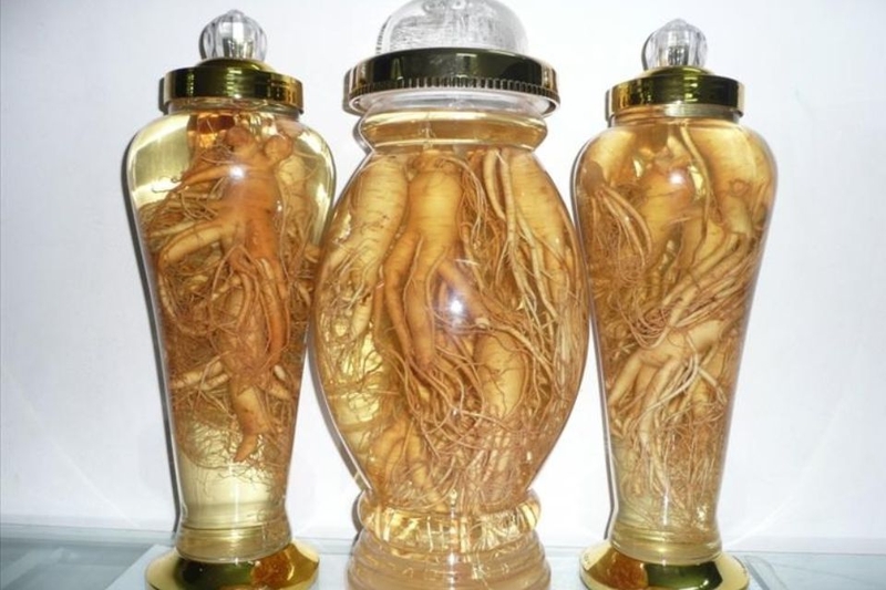 Cách ngâm rượu sâm đương quy tươi ngon