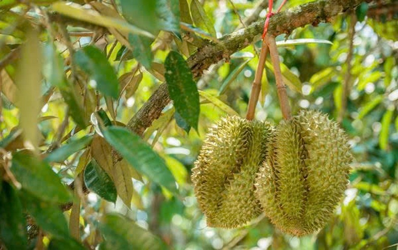 sầu riêng chiên ảnh 2