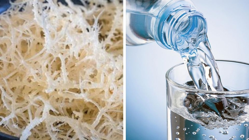 Sea moss gel 2