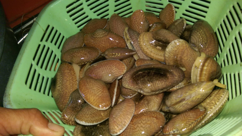 Sơ chế sò lụa