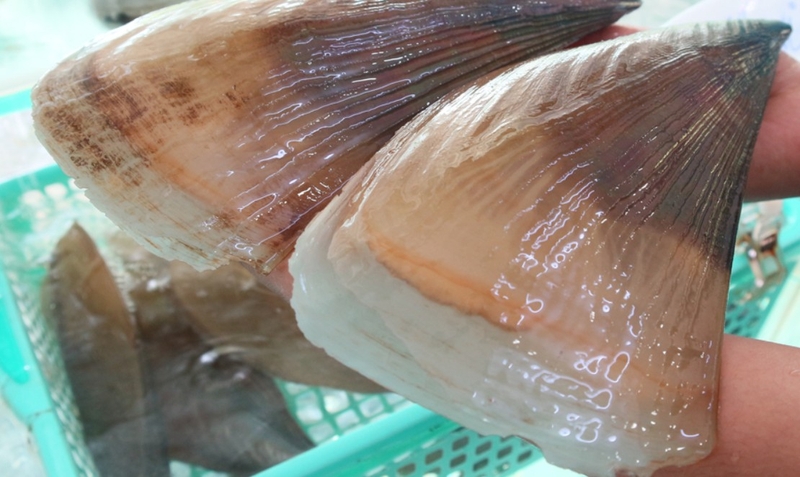 Cách làm sò mai nướng mỡ hành và sò mai nướng phô mai 3