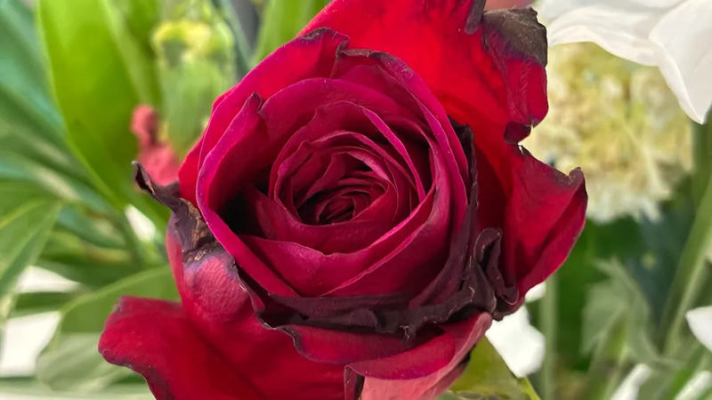So sánh OPPO A7 Pro và iPhone 16e - hình 13