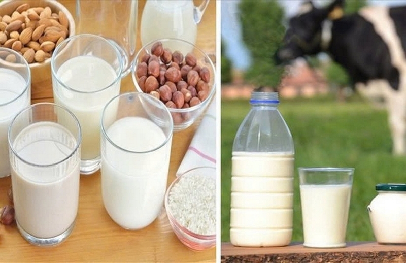 So sánh sữa hạt và sữa bò ảnh 3