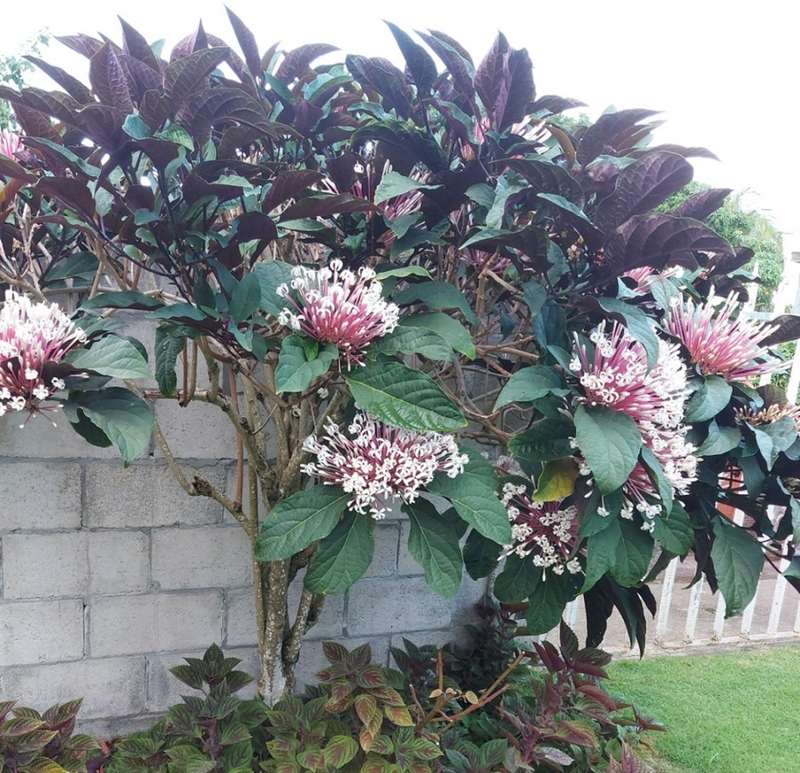 Ý nghĩa và ứng dụng của Starburst bush