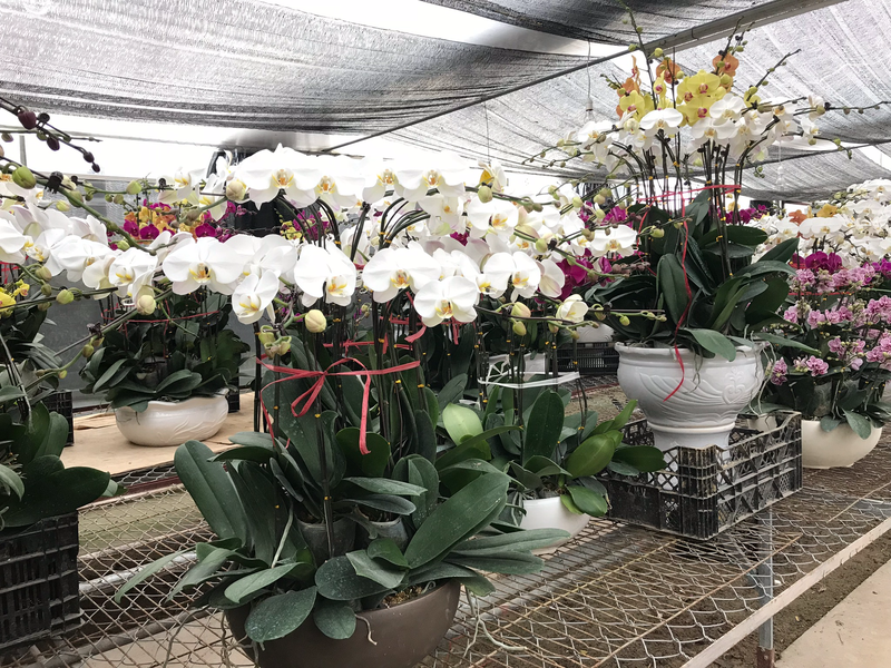 STT bán hoa lan Tết