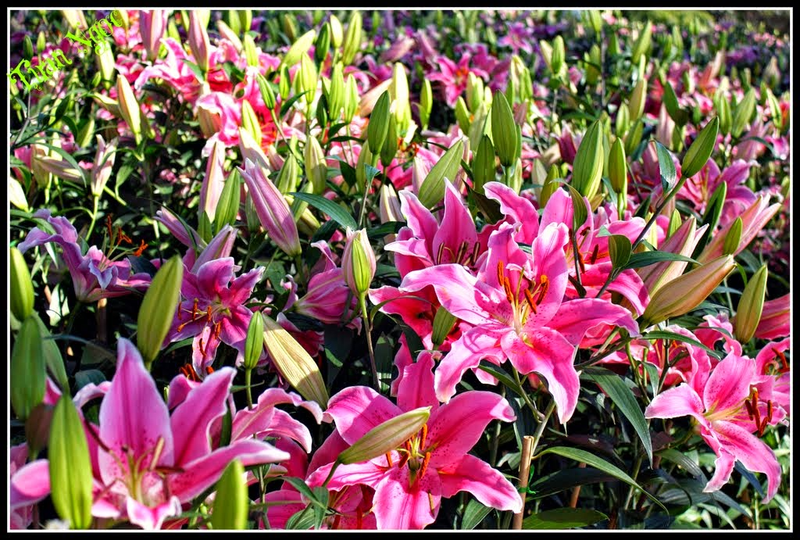 STT bán hoa ly Tết