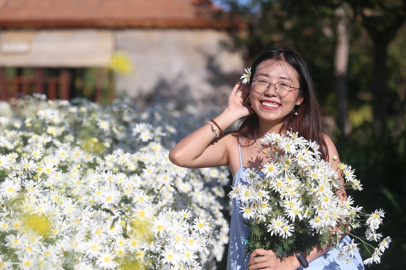STT cúc họa mi 4
