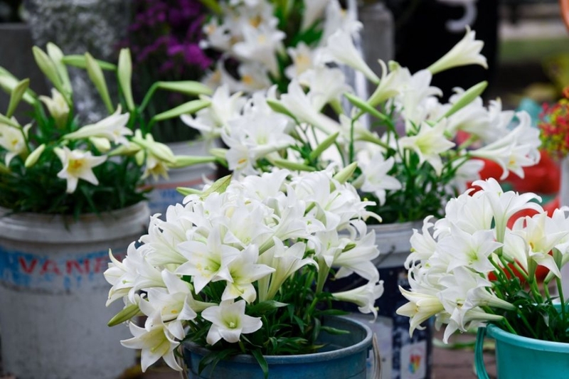 stt hay về hoa loa kèn (ảnh 5)