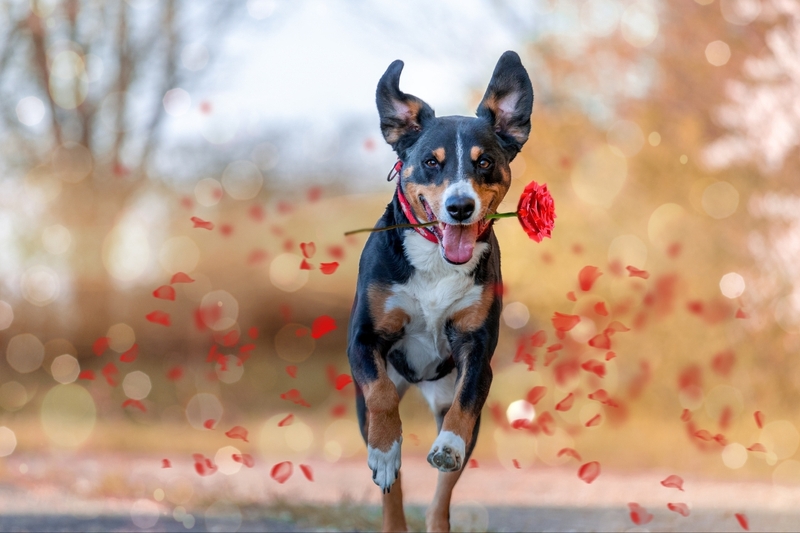 STT Valentine 2025 hài hước 3