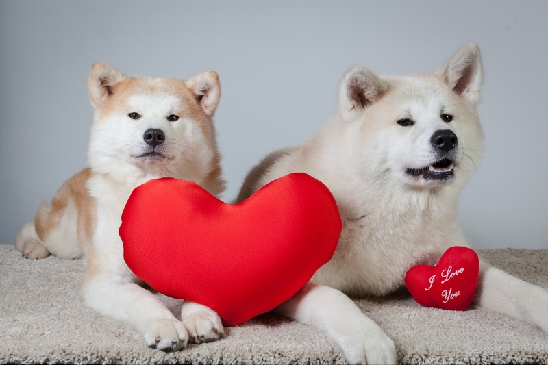 STT Valentine 2025 hài hước 1