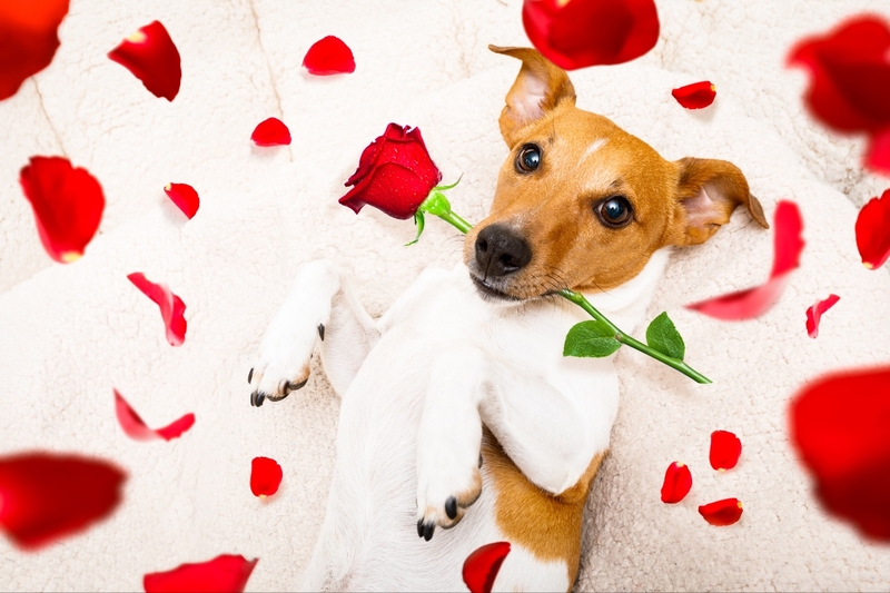 STT Valentine 2025 hài hước 2
