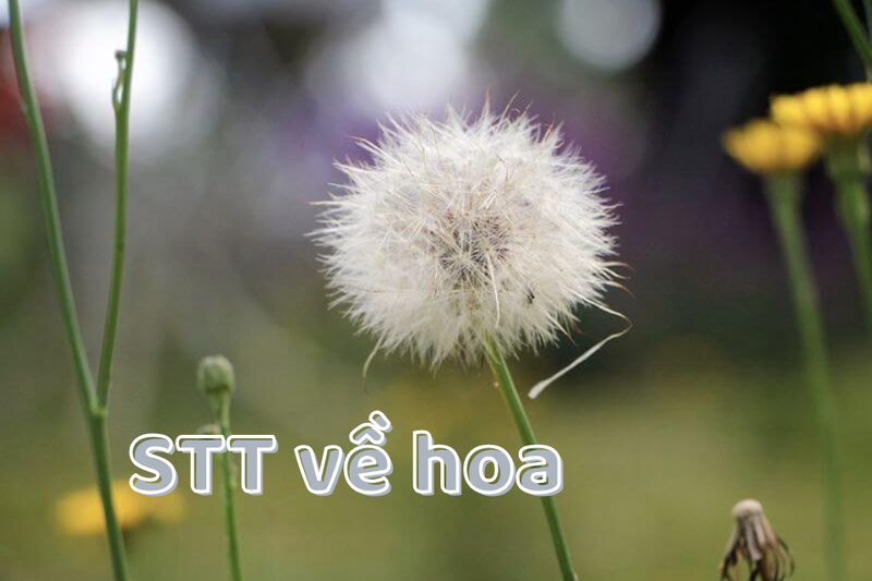 stt về hoa (1)