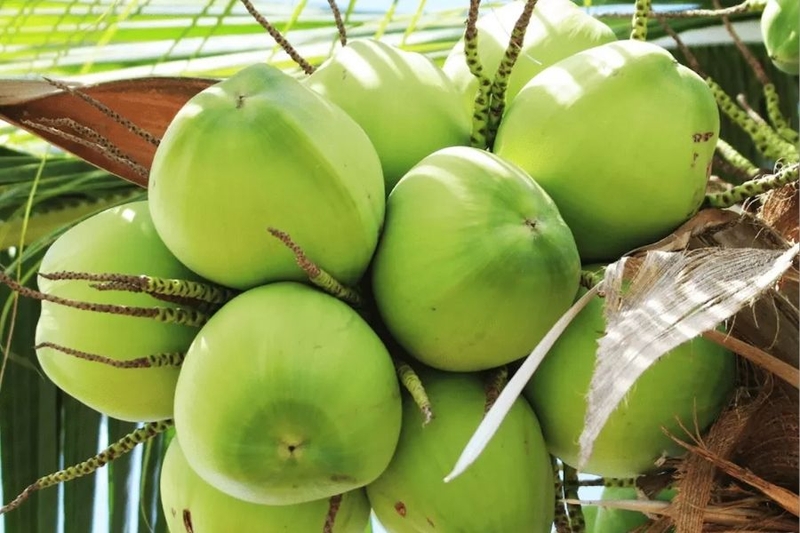 chon dua nhieu nuoc