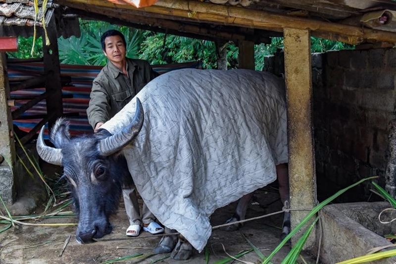Sương muối là gì - 01