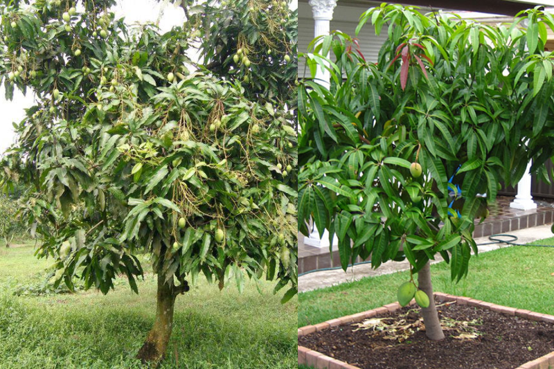 Tả cây cối lớp 5 (3)