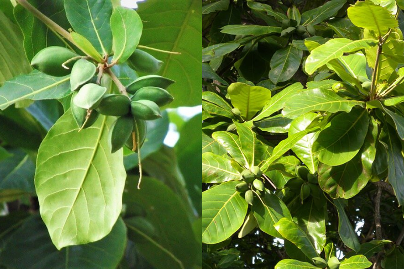 Tả cây cối lớp 5 (4)