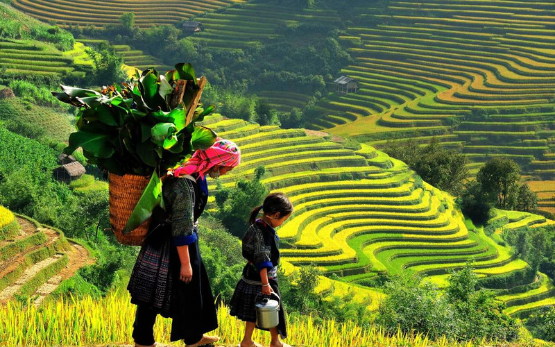 Ruộng bậc thang Tả Phìn