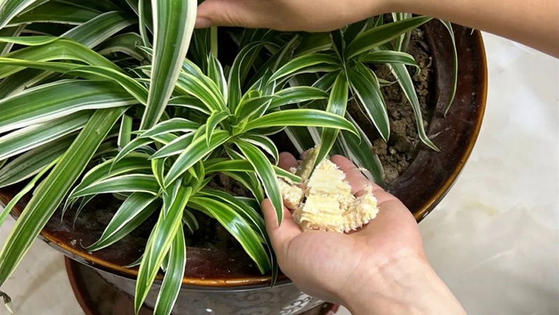 công dụng của lõi ngô 3