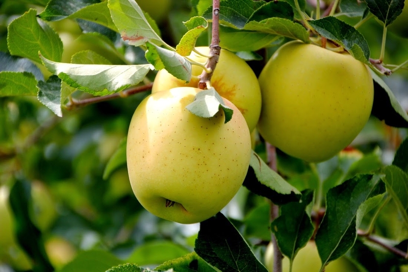 Táo Golden Delicious 3